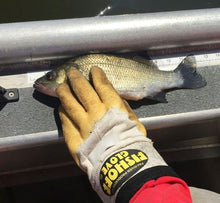 Fishoff Glove (Boat/Cooler Model)